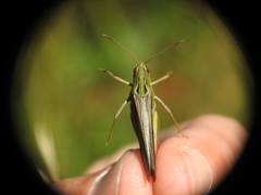 Stenobothrus rubicundulus