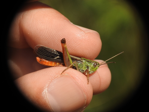 Tamnokrili skakavac čegrtaš (Stenobothrus rubicundulus)