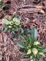 Gentiana villosa