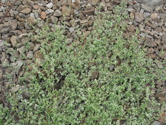 Galium humifusum
