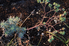 Euphorbia