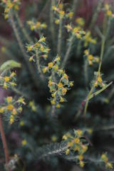 Euphorbia genistoides