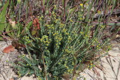 Euphorbia genistoides