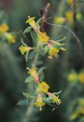 Euphorbia genistoides