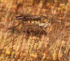 Liancalus virens