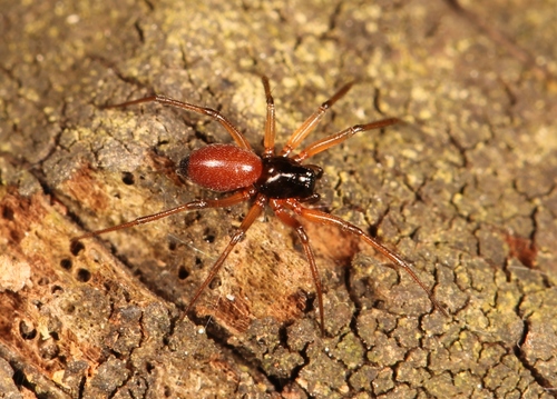 Black-tailed Ostearius