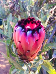 Protea burchellii × laurifolia