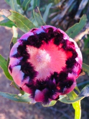 Protea burchellii × laurifolia