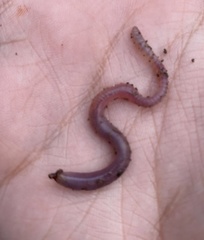 Oligochaeta