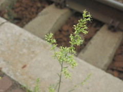 Silene borysthenica