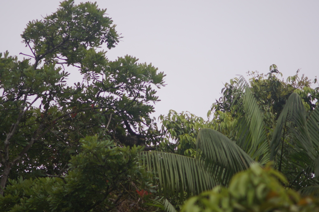 Pale-throated Three-toed Sloth