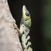 Martinique's Anole - Photo (c) Erika Mitchell, some rights reserved (CC BY-NC), uploaded by Erika Mitchell