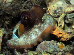 Octopus americanus