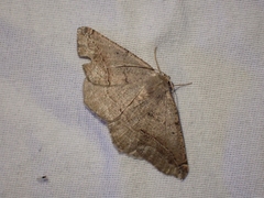 Prochoerodes forficaria