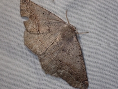 Prochoerodes forficaria