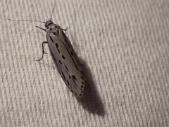 Ethmia monticola