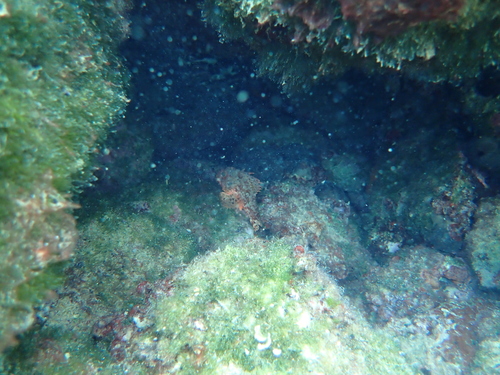 Škarpinica (Scorpaena notata)