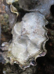 Saccostrea