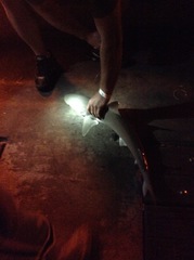 Carcharhinus acronotus