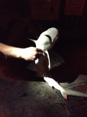 Carcharhinus acronotus