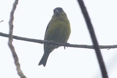 Spinus atriceps
