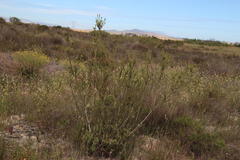 Leucadendron thymifolium