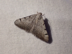 Digrammia triviata