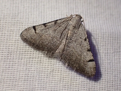 Digrammia triviata