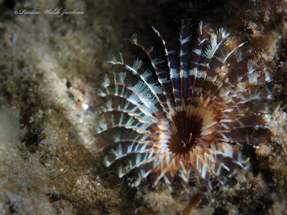 Brown Fanworm