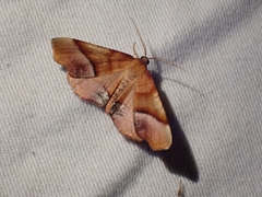 Plagodis phlogosaria