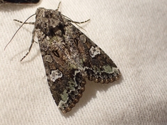 Mamestra configurata