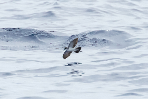 White-faced Storm-petrel