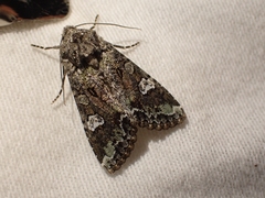 Mamestra configurata