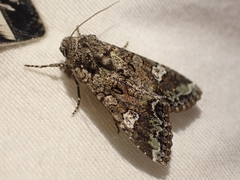 Mamestra configurata