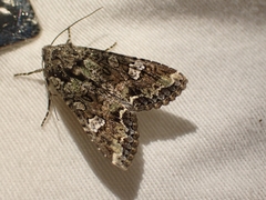 Mamestra configurata