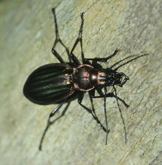 Carabus lineatus lateralis