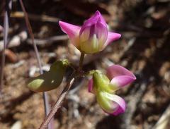 Dolichos hastiformis