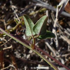Dolichos hastiformis