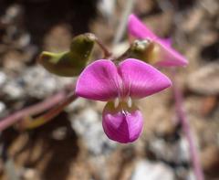 Dolichos hastiformis