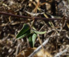 Dolichos hastiformis