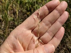 Piptatheropsis canadensis