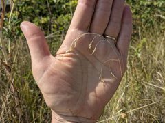 Piptatheropsis canadensis