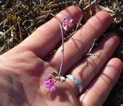 Dolichos hastiformis