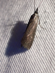 Pyla serrata