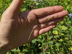 Piptatheropsis canadensis