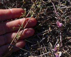 Dolichos hastiformis