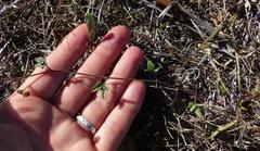 Dolichos hastiformis