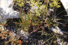 Serruria decumbens