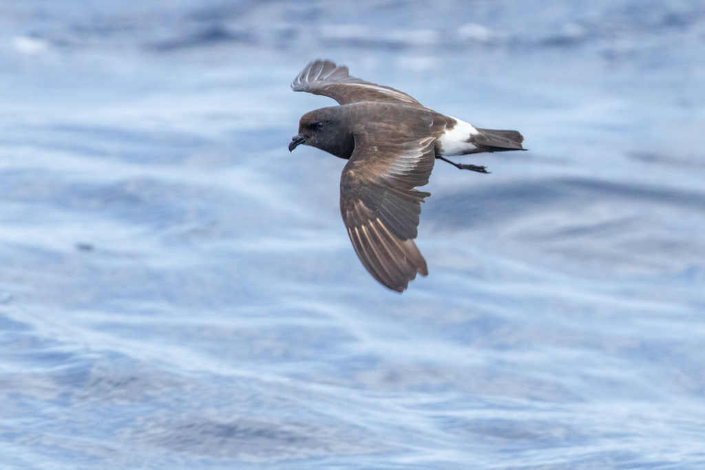 Band-rumped Storm-Petrel photo