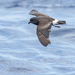 Band-rumped Storm-Petrel - Photo (c) thibaudaronson, some rights reserved (CC BY-SA), uploaded by thibaudaronson